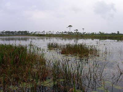 [A section of water with grasses growing through the water around the edge and in a clump in the middle. There is one very tall slash pine in the distance with a number of shorter trees in a row with it.]